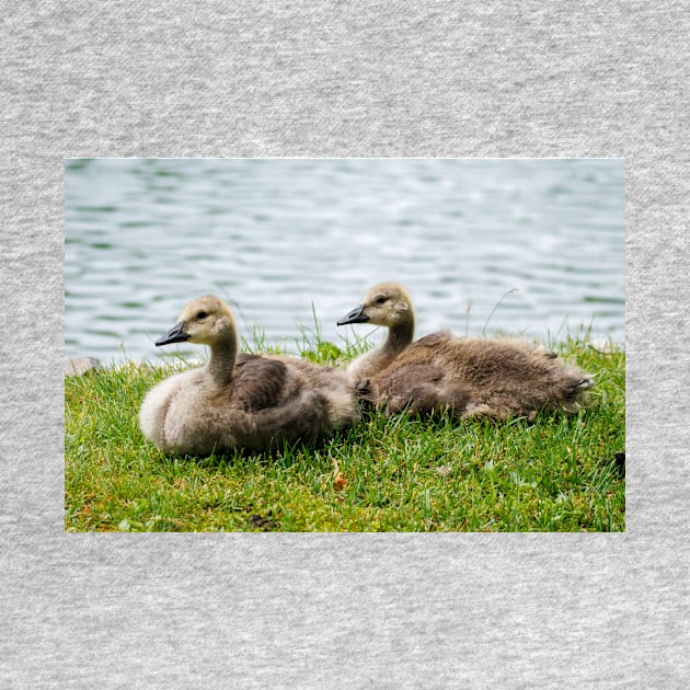 Young Canada geese by FlyingLilly